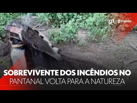 Sobrevivente dos incêndios que devastaram o Pantanal volta para natureza #g1 #notícias #JN
