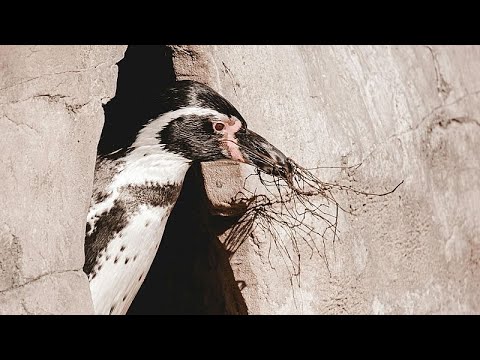 Temporada de nidificação de pinguins começa no aquário de Chicago