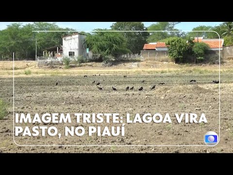 Imagem triste: lagoa vira pasto, no Piauí